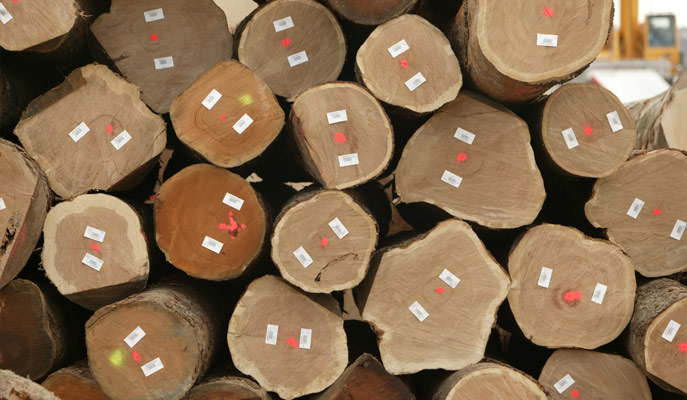 CT-scanned logs